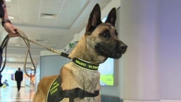 Hải quan Séc sẽ sử dụng chó nghiệp vụ để phát hiện người nhiễm Covid-19 tại sân bay