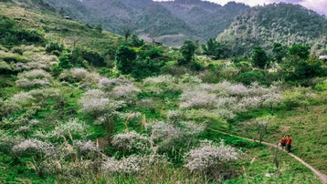 Nghệ An: Ngỡ ngàng hoa mận nở trắng phủ kín bản làng Mường Lống