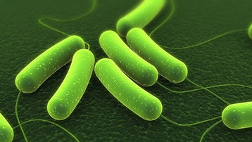 Những điều cần biết về vi khuẩn Helicobacter Pylori, nguyên nhân gây nên căn bệnh viêm loét dạ dày