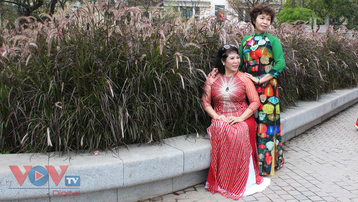 Người dân hào hứng 'check-in' tại vườn hoa cỏ lau tím bên hồ Hoàn Kiếm
