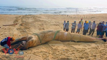 Quảng Nam: Cá voi nặng 4 tấn trôi dạt vào bờ