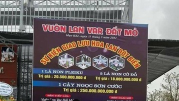 Quảng Ninh: Làm rõ vụ mua bán lan đột biến lên đến hàng trăm tỷ đồng tại thị xã Đông Triều