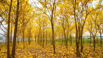 Vườn hoa phong linh nở sắc vàng rực rỡ đẹp tựa trời Âu ở Bắc Giang