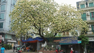 Choáng ngợp cây bún 300 tuổi 'báu vật độc nhất vô nhị' ở Hà Nội