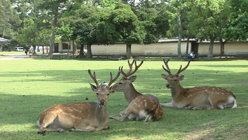 12 Nét Đẹp Vùng Kansai Nhật Bản: Công viên Nara