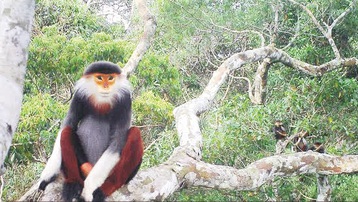 Lào: Tìm thấy nhiều loài động vật hoang dã quý hiếm ở Trung Lào