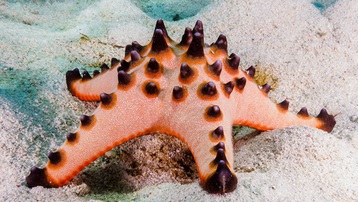 7 loài sao biển đẹp trên thế giới