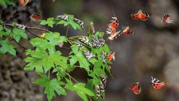 Sửng sốt vẻ đẹp 'siêu thực' của thung lũng bươm bướm ở Hy Lạp