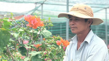 Bỏ phụ hồ về trồng hoa giấy, lão nông thu 500 triệu đồng mỗi năm