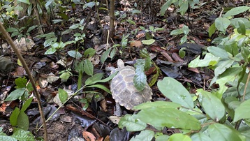 Quảng Nam: Thả 5 cá thể rùa quý hiếm về rừng tự nhiên
