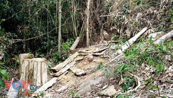 Rừng Gia Lai giáp ranh Đắk Lắk bị khai thác quy mô lớn