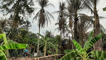 Bến Tre: Sâu đầu đen gây hại hơn 500 ha vườn dừa