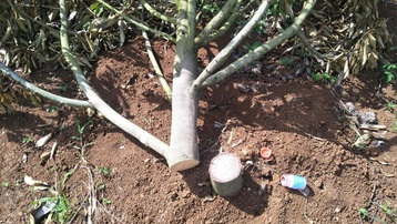 Đắk Lắk: Một hộ dân bị kẻ gian chặt phá vườn sầu riêng trị giá 700 triệu đồng