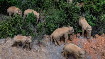 Đàn voi khủng đi 'phượt' 500 km gây xôn xao Trung Quốc