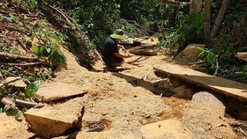 Gia Lai: Khởi tố vụ phá rừng cổ thụ ở xã Đăk Roong