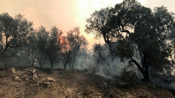 Thêm nhiều người thiệt mạng do cháy rừng tại Algeria