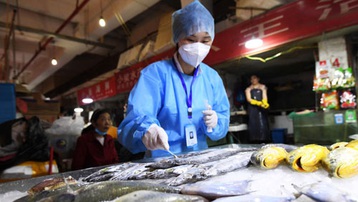 Hong Kong phát hiện cá nhập khẩu nhiễm SARS-CoV-2