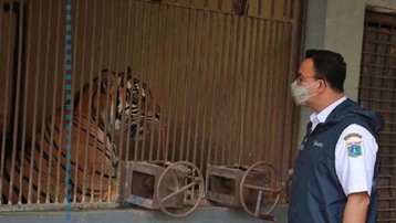 Hai con hổ trong vườn thú của Indonesia mắc Covid-19