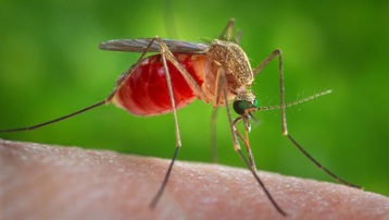 Trung Quốc sử dụng công nghệ hạt nhân để diệt muỗi