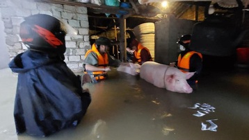 Nghệ An di dời dân khẩn cấp khi có gần 700 nhà dân bị ngập do mưa lũ