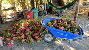 Giá giảm sâu, người trồng thanh long ở Bình Thuận gặp nhiều khó khăn