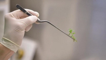 Trung Quốc thử nghiệm cấp phép thực vật chỉnh sửa gene để đảm bảo an ninh lương thực