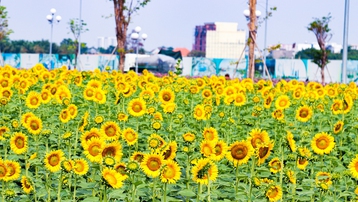 Vườn hoa hướng dương 12.000m2 tại Van Phuc City mở cửa miễn phí đón khách tham quan dịp năm mới