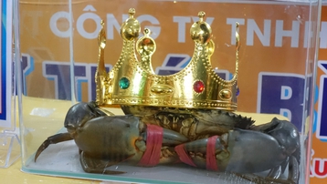 Cà Mau: Cua nặng hơn 1,4 kg giành giải nhất cuộc thi Sumo Crab