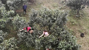 Hàng trăm cây chè cổ thụ ở Sơn La được công nhận 'Cây di sản Việt Nam'
