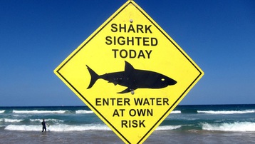 Australia đóng cửa các bãi biển ở Sydney sau khi cá mập tấn công gây chết người
