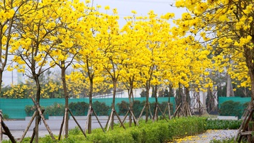 Đẹp ngỡ ngàng đường hoa phong linh nở vàng rực rỡ ở Hà Nội
