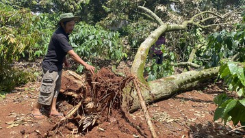Đắk Lắk: Lốc xoáy quật đổ hàng trăm cây sầu riêng, thiệt hại 10 tỷ đồng 