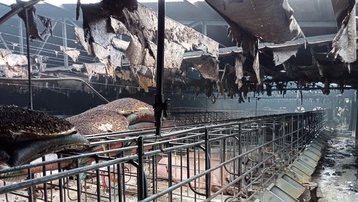 Hải Dương: Hỏa hoạn tại trang trại, 400 con lợn bị chết cháy