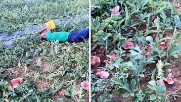 Nghệ An: Điều tra, xác định nhanh 5 đối tượng thực hiện hành vi trộm cắp, hủy hoại tài sản của nông dân