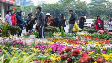 Chợ hoa Hà Nội tấp nập kẻ bán người mua ngày cận Tết