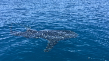Du khách reo hò khi thấy cá nhám voi dài 4m bơi ở biển Quy Nhơn