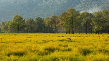Check-in cánh đồng rễ đẹp mơ màng ở Chí Linh, Hải Dương
