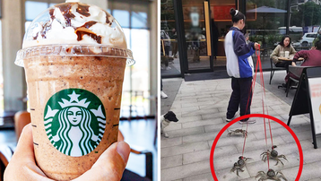 Starbucks tặng 1 ly nước free cho khách dắt theo thú cưng, có người mang cả cua biển tới để nhận quà