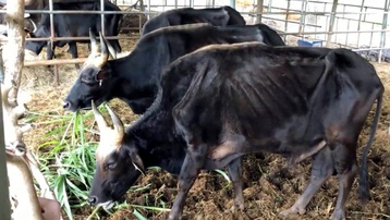 Đàn bò tót lai nhai rơm khô “cầm hơi” và chuyện xử lý tài sản hậu dự án, đề tài khoa học