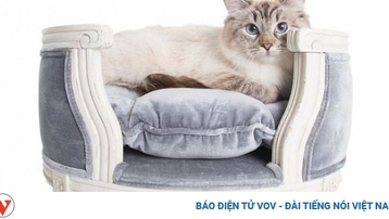 Những thiết kế giường nằm sang chảnh cho thú cưng của bạn