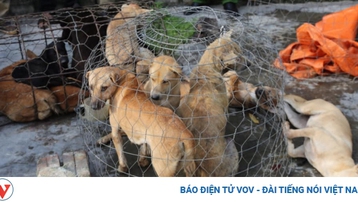 Nhóm “cẩu tặc” mang súng điện từ Thanh Hóa vào Nghệ An trộm chó
