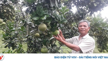 Nông dân Đà Nẵng thu hàng trăm triệu từ cây bưởi
