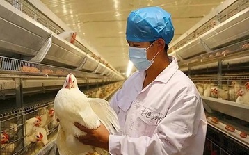 Trung Quốc phát hiện ca bệnh cúm gia cầm H5N6 nguy hiểm chết người