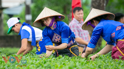 Quảng Ninh: Tưng bừng cuộc thi hái chè tại ngày hội văn hóa du lịch trà Đường Hoa
