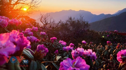 Mê mẩn với rừng hoa Đỗ Quyên trên núi Pu Ta Leng