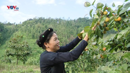 Hồng vành khuyên tạo sinh kế bền vững cho người dân vùng biên