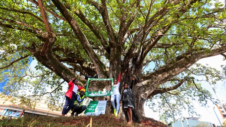 Tổng thống Kenya ban hành sắc lệnh cứu cây cổ thụ trăm năm tuổi