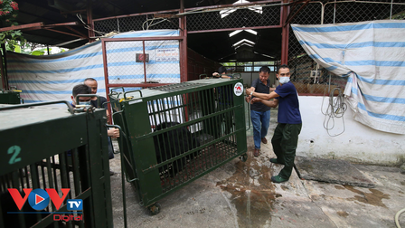 FOUR PAWS tiếp nhận 7 cá thể gấu ngựa tại tỉnh Bình Dương về Ninh Bình