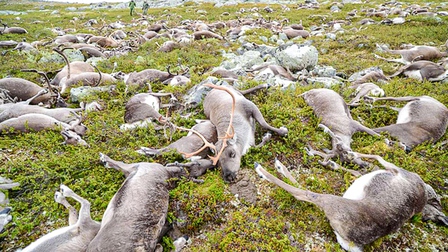 Vùng đất kinh hoàng: Hàng trăm con tuần lộc đồng loạt lăn ra chết, khoa học để mặc chúng phân hủy và đây là những gì đã xảy ra