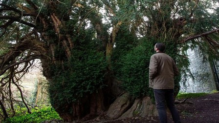 Kỳ lạ cây đại thụ cao gần 17 m "chuyển giới" sau 3.000 năm